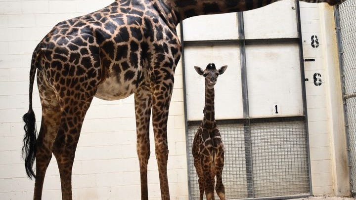 Giraffe shocks zoo by giving birth to 6-foot, 122-pound calf in front of visitors