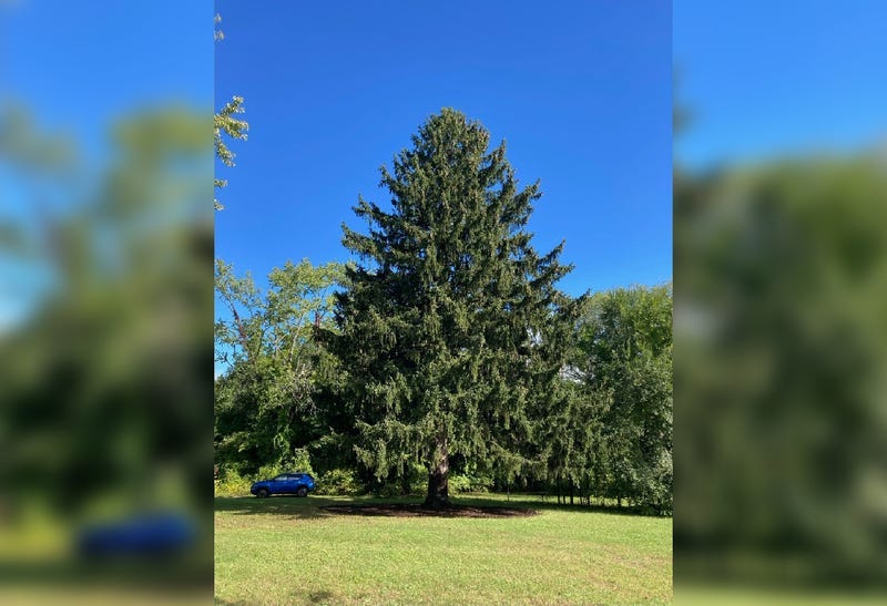 The 82-foot-tall Norway Spruce before it was cut down