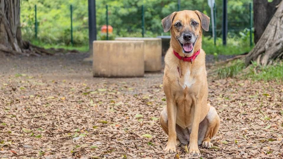 Foster dog who escaped from crate at Newark Airport found after more than a month