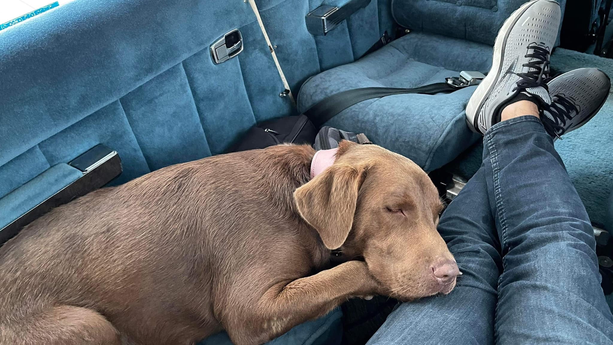 Ammo detection dog arrives in Michigan, begins work at Oxford High School on Monday