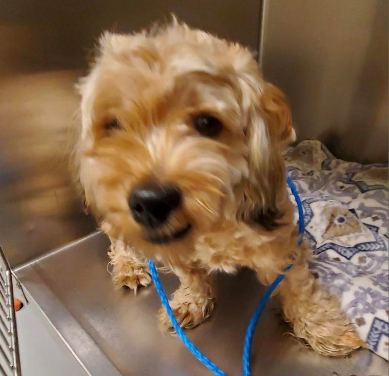 Dog stolen from North Philly animal shelter, ACCT Philly says