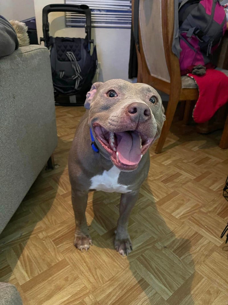 Blue #A1112929