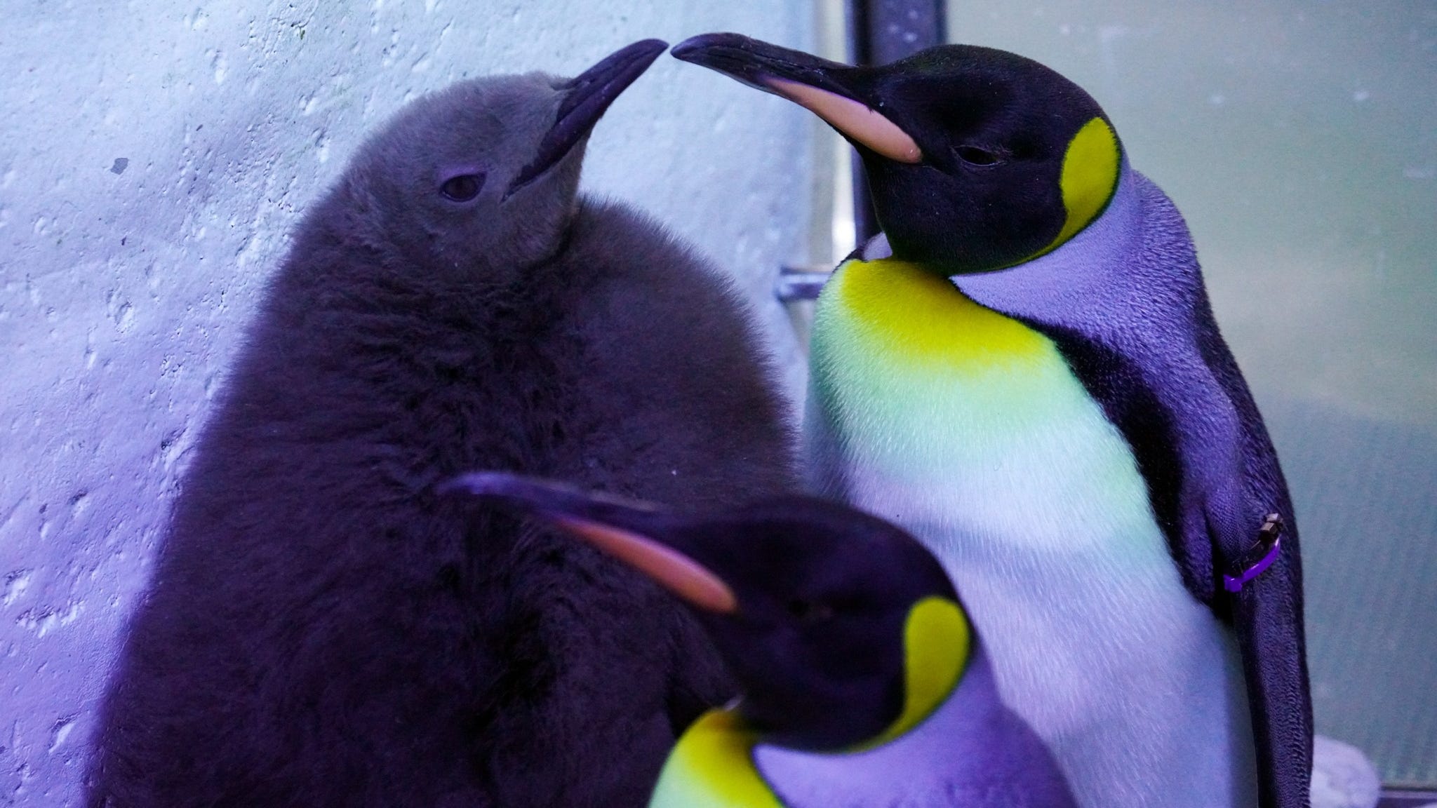 It's a boy! Detroit Zoo reveals sex, name of king penguin chick born in August