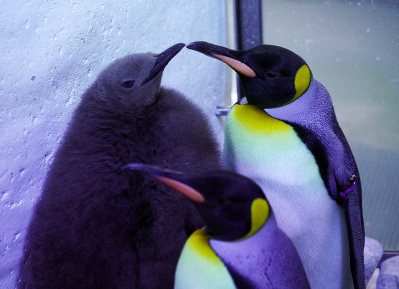 Nearly four months after king penguin chick hatched to foster parents at the Detroit Zoo in Royal Oak, officials said they have picked out a name after the baby was found to be male.