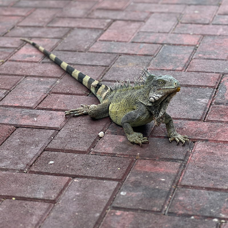 Coop's vacation #LIVEFromSandals at Sandals® Royal Curaçao