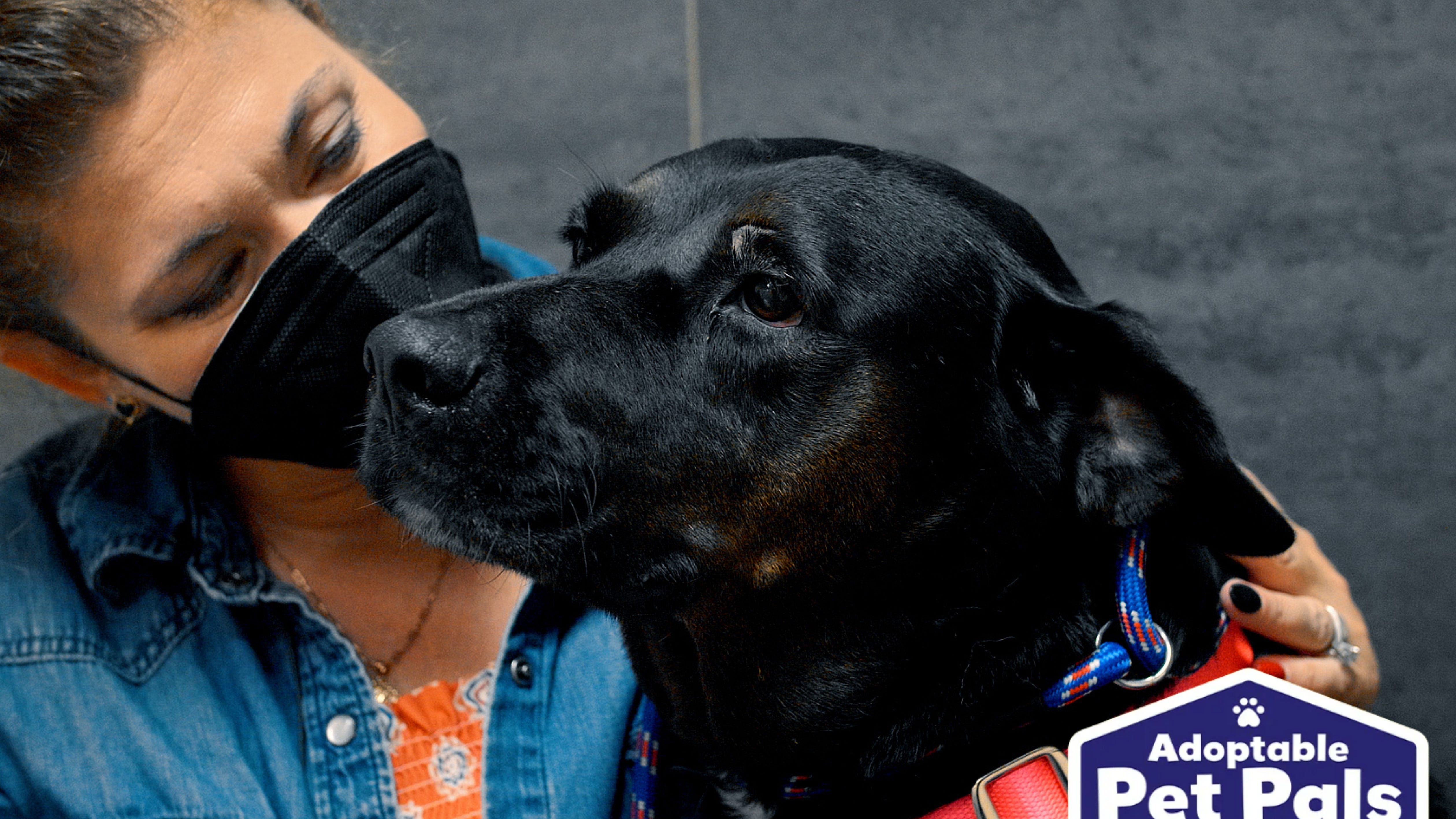Adoptable Pet Pals: Meet Brooklyn