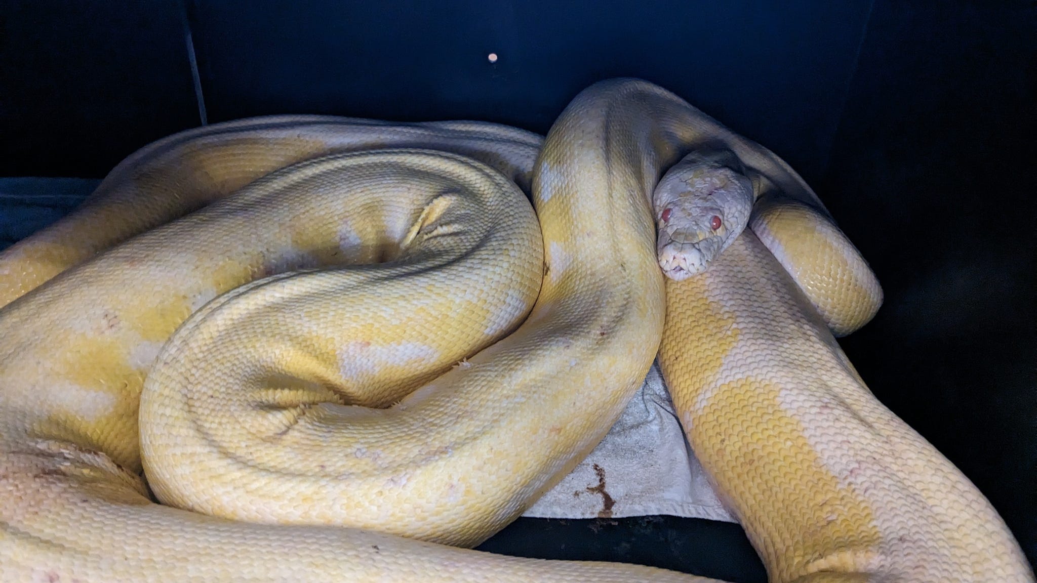 Dallas man's missing 16-foot albino python found safe in Austin