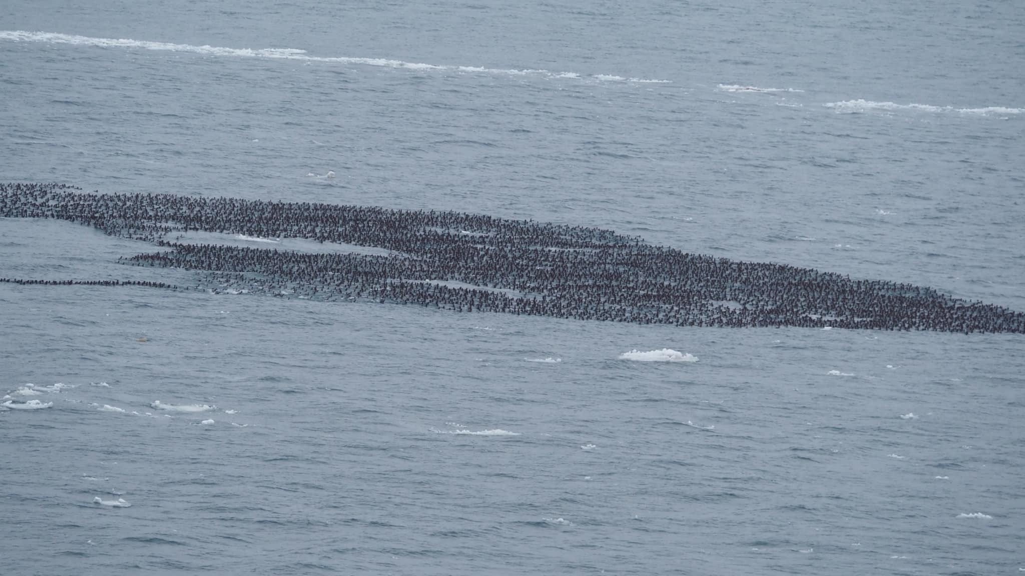 Record-breaking flock of 28,000 ducks mistaken for oil slick near Mackinac Bridge — and it keeps growing [PHOTOS]