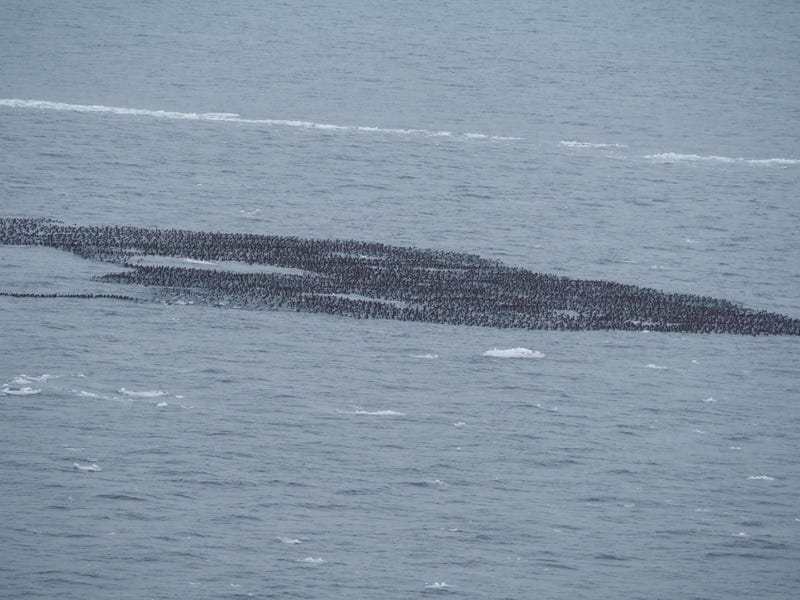  Worried motorists reporting a massive oil slick in the Straits of Mackinac had a hard time believing authorities when it turned out to a dense, record-setting mass of floating ducks -- thousands and thousands of ducks.