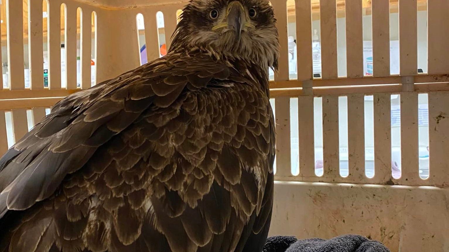 Volunteers rescue bald eagle stranded on ice chunk in Waukegan Harbor
