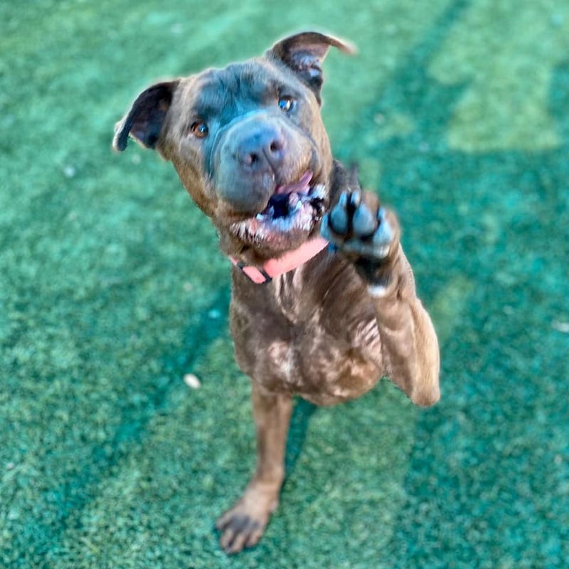 Coco #A1000762 