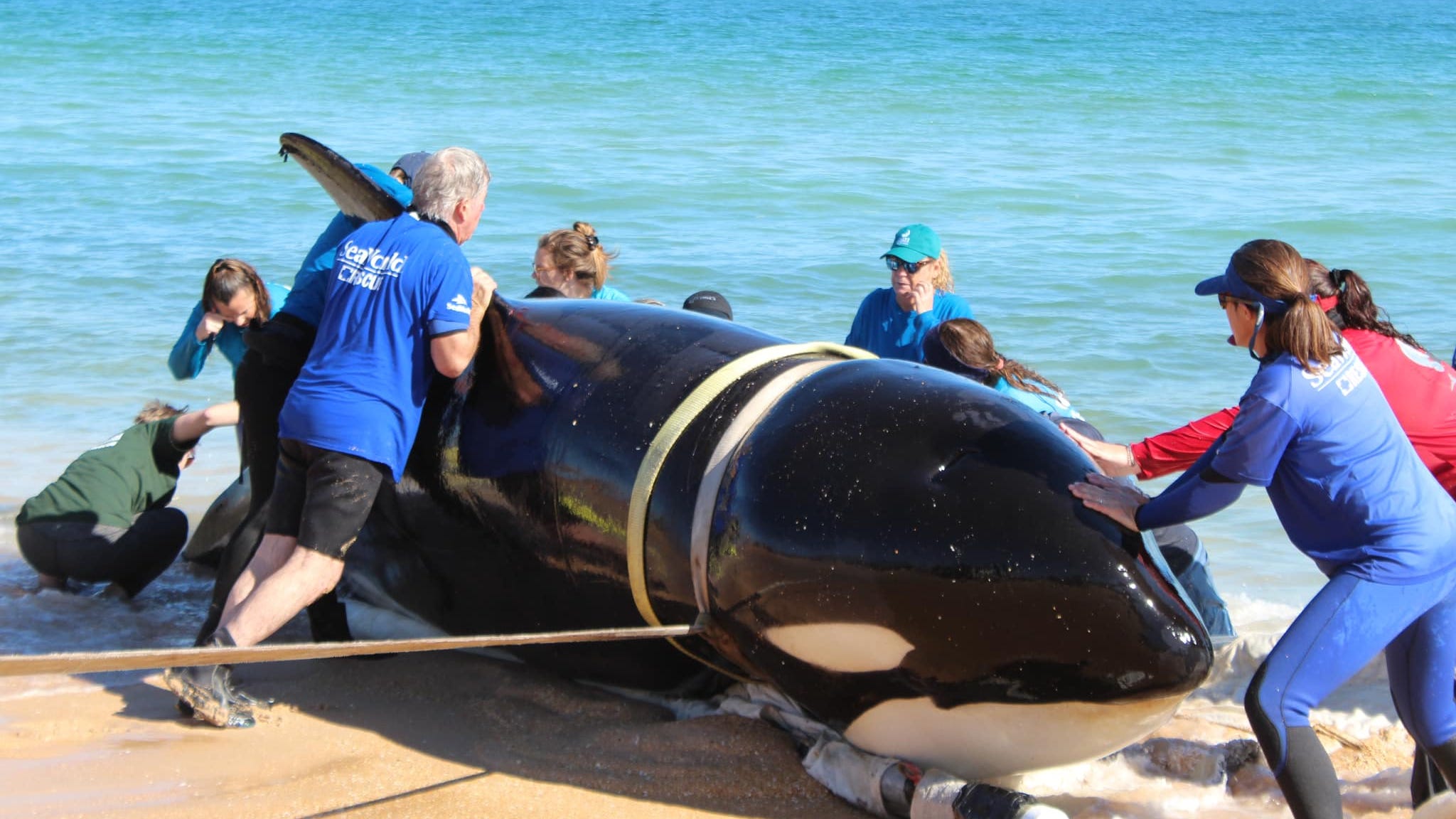 VIDEO: Killer whale dies after beaching itself in Florida
