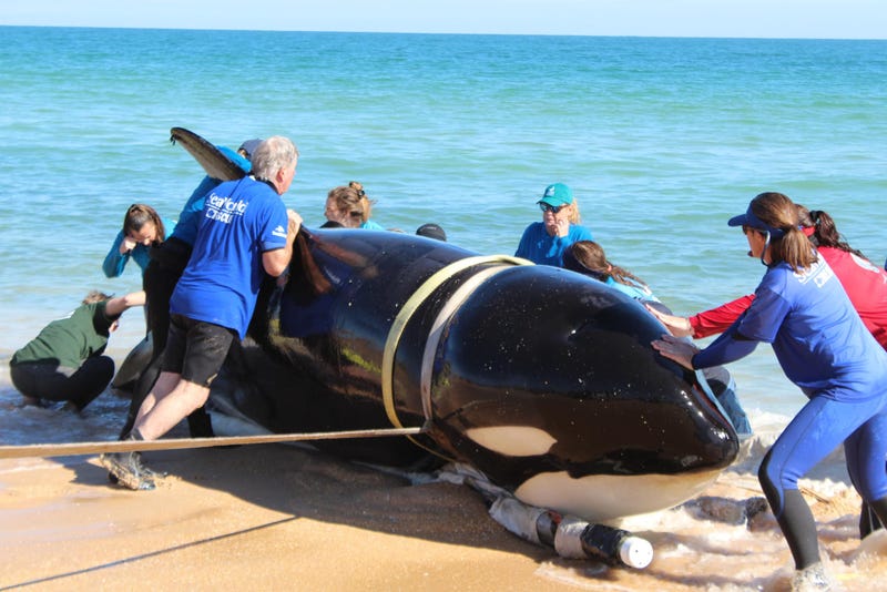 Crews help move a beached orca from a Florida beach in January 2023.