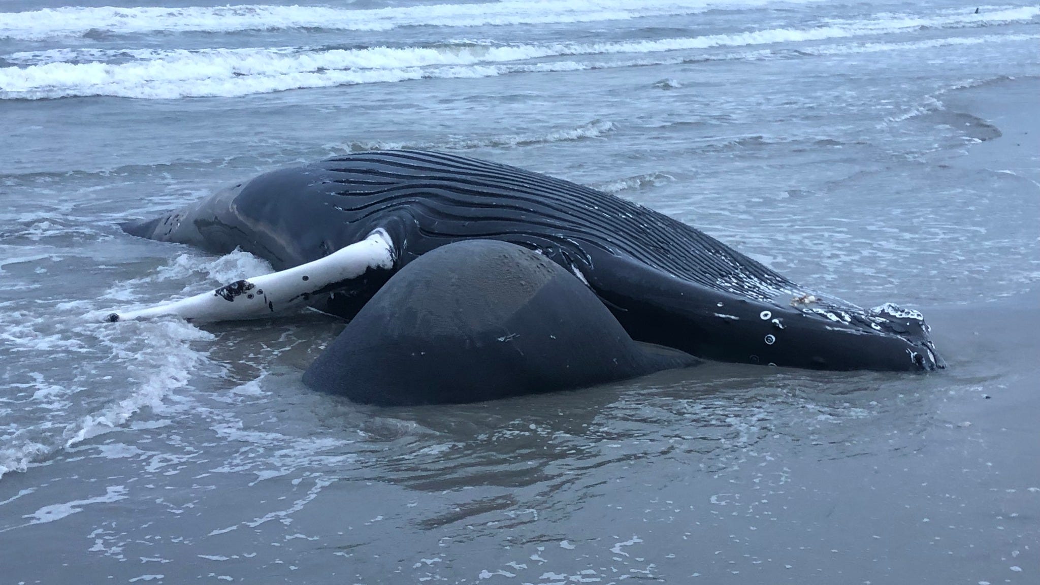 Marine center investigating 4th whale death at NJ beach