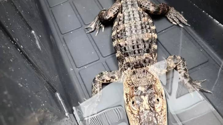 PHOTOS: Abandoned illegal alligator found in empty NJ lot