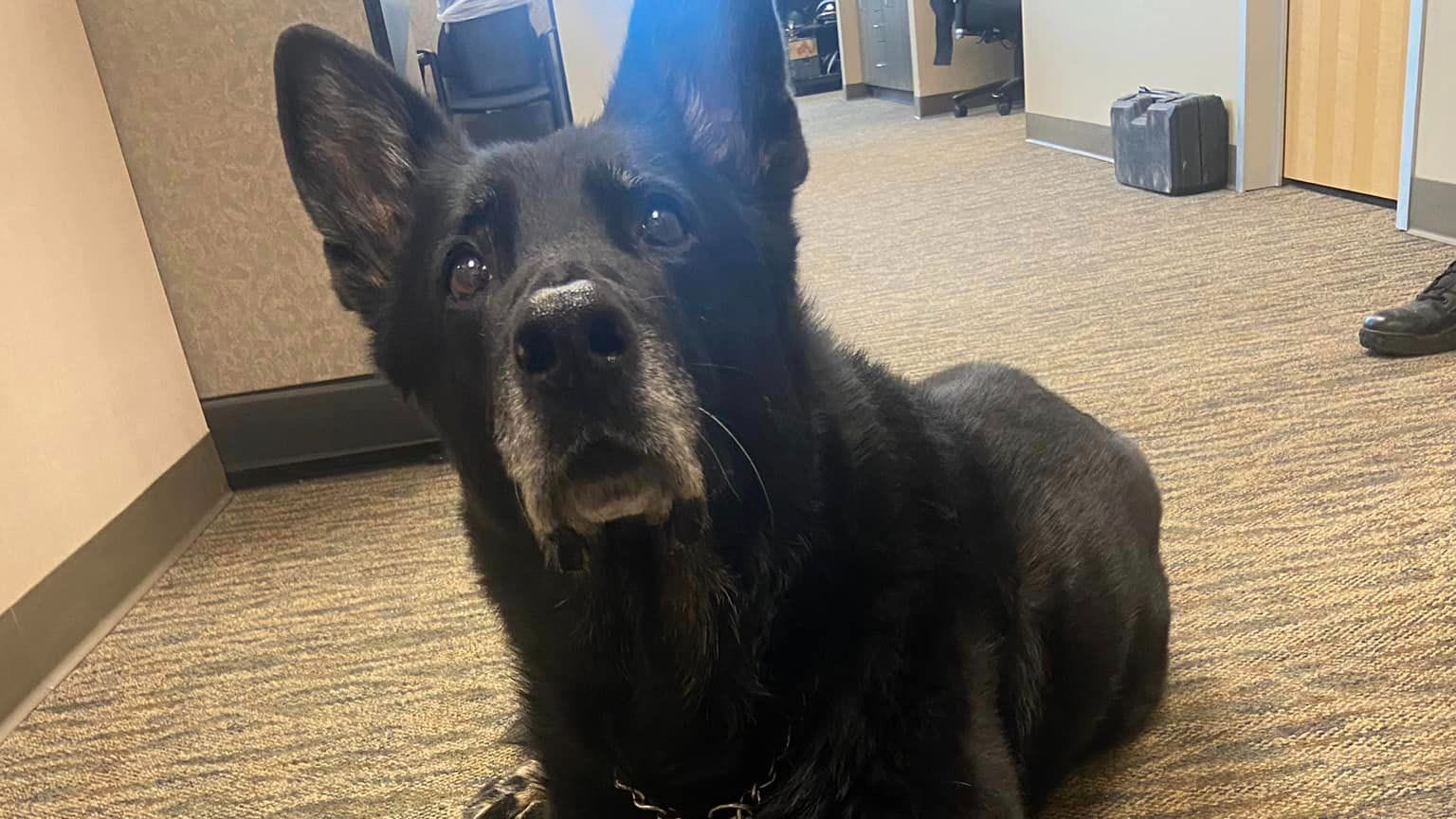 Police dog busted for stealing lunch