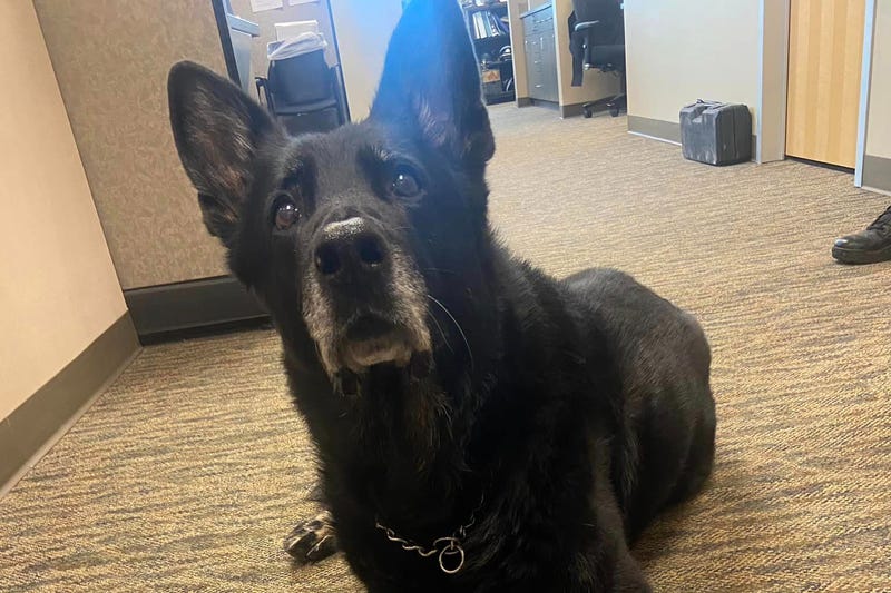 K-9 Officer Ice