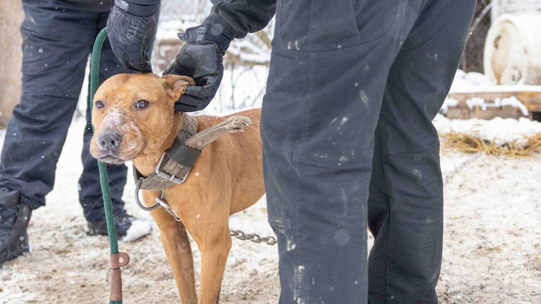 133 dogs rescued in Detroit during largest operation to combat dogfighting in state history, organizers say