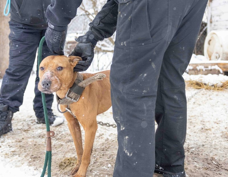 133 dogs have been rescued in Detroit during what organizers believe is the largest operation to combat dogfighting in state history.