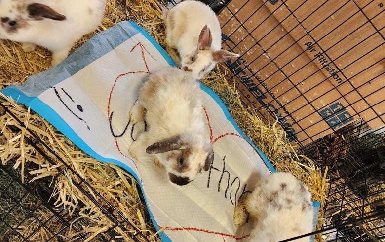 Griffin Pond rabbits