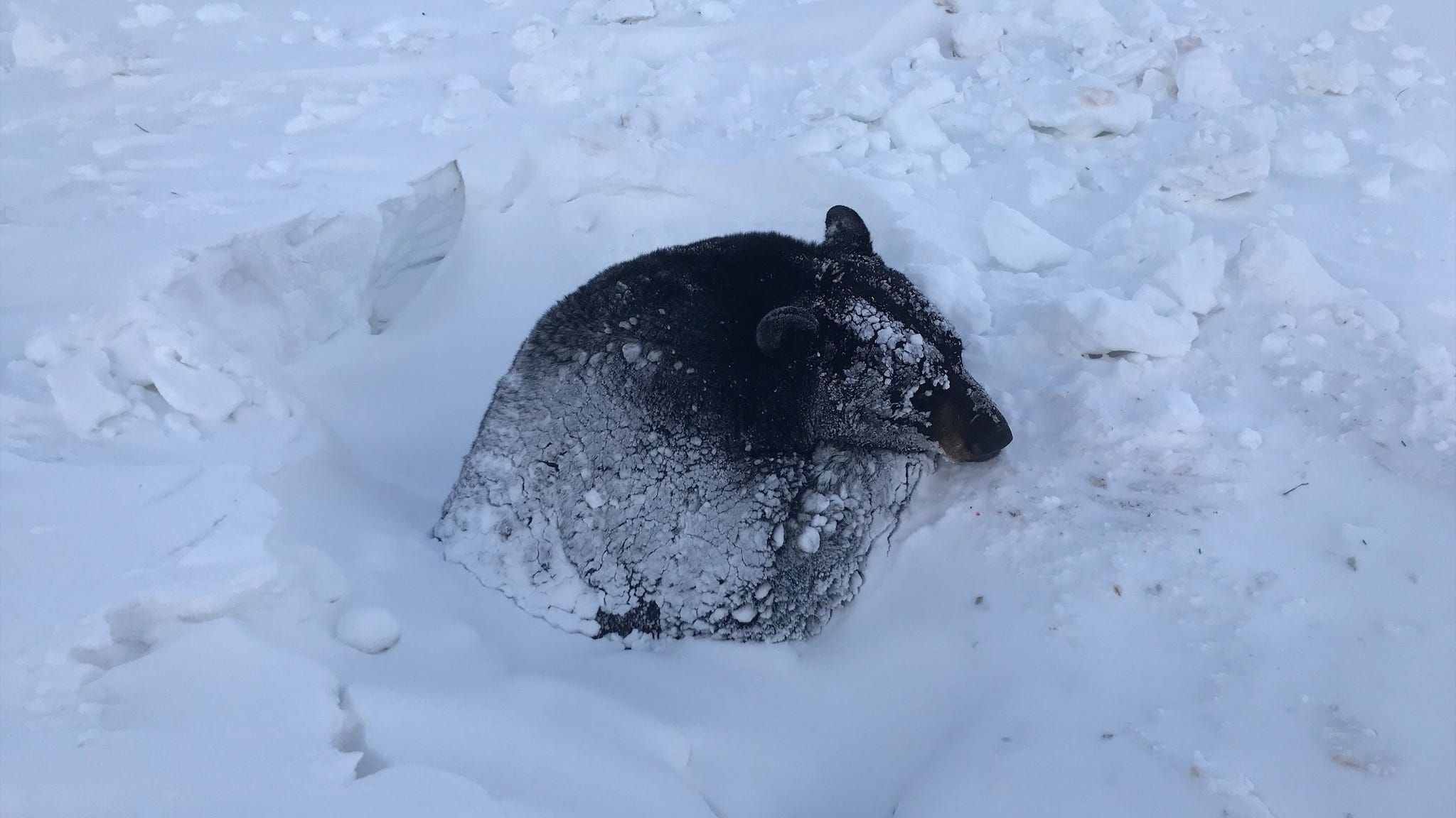 Minnesotans race to help stuck bear by feeding him Pop Tarts and Swedish Fish