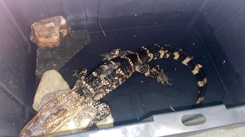 Animal control captures rogue caiman into FDR Park
