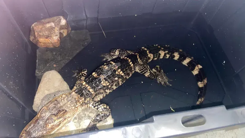 Caiman found abandoned in FDR Park is euthanized