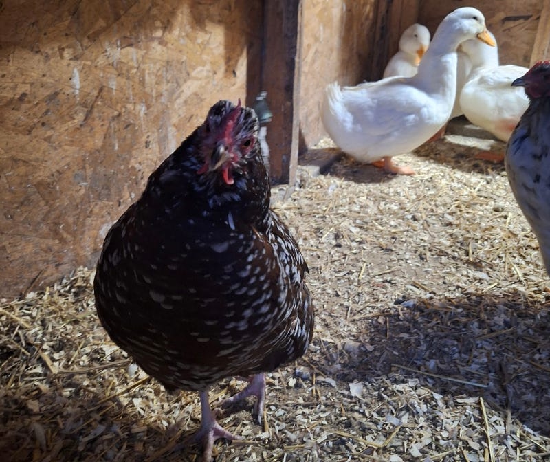 Niagara County chicken farm