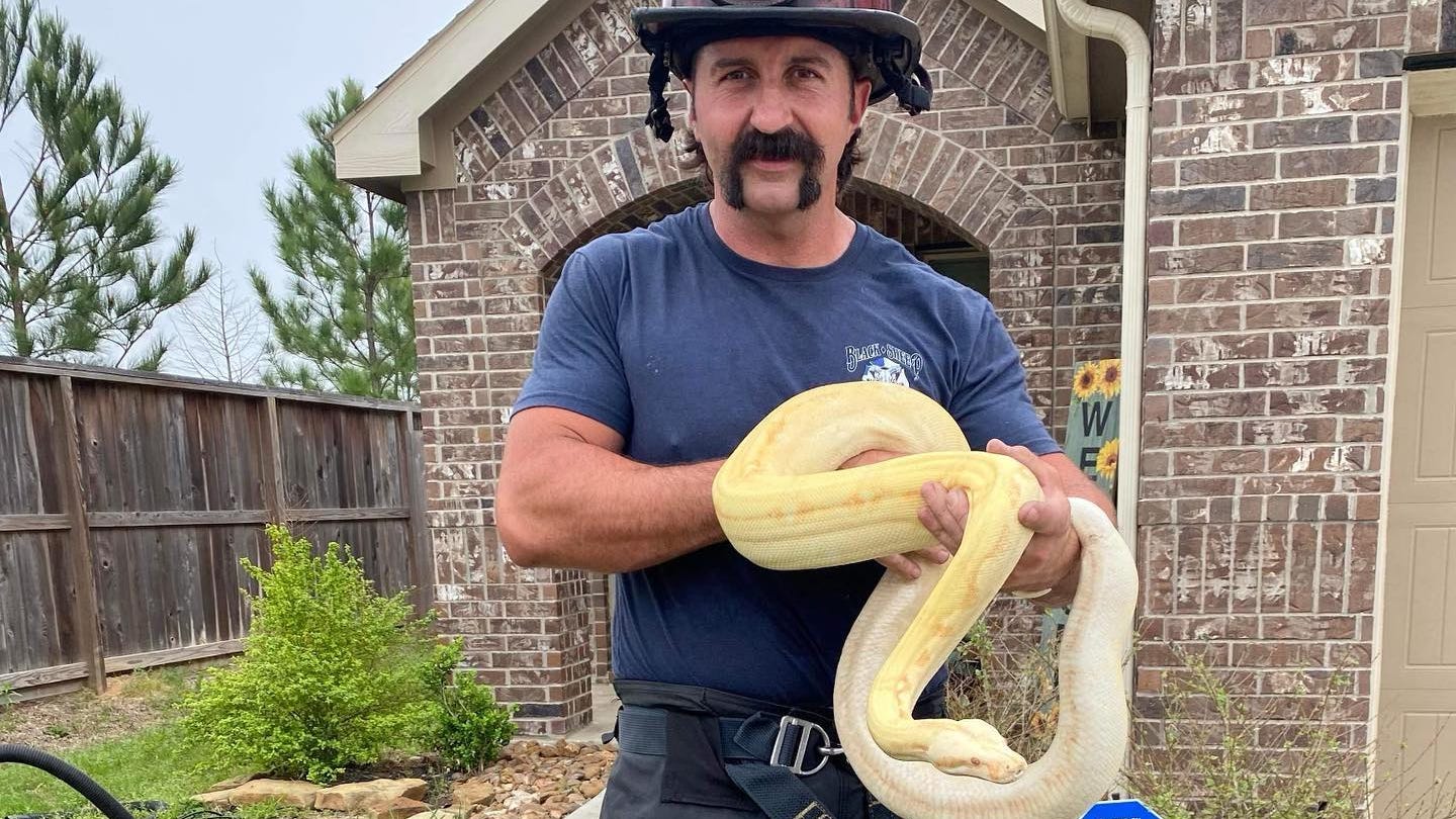 Firefighters put out fire and save snakes, lizards, tarantulas and a crocodile