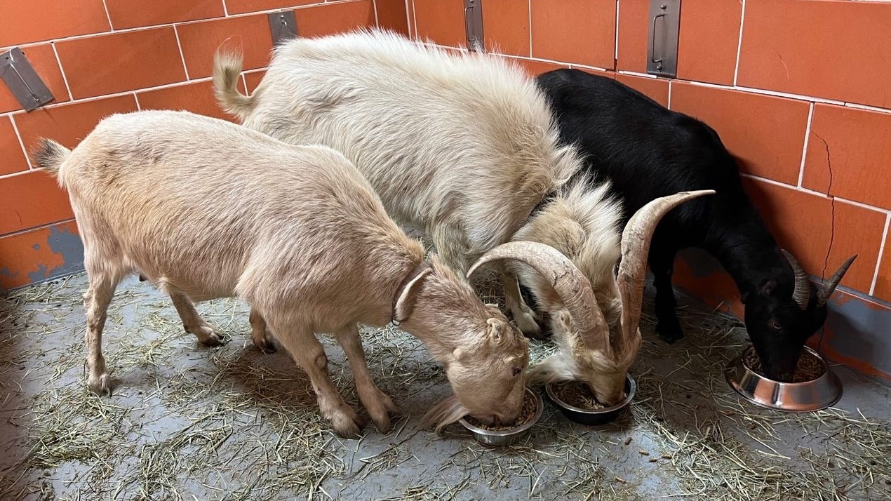 Stray goats baaa-ck with owner after they were picked up by Chicago animal control