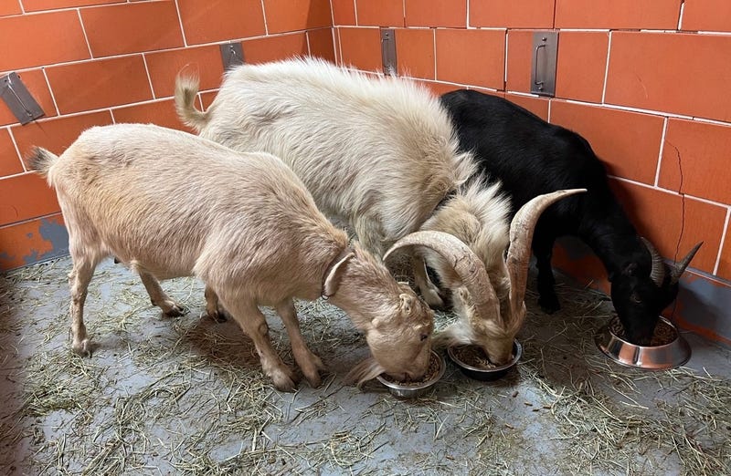 Three goats