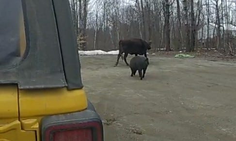 cow attacks woman in Maine