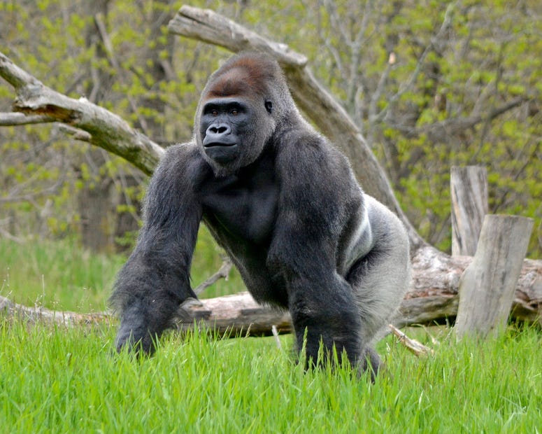 Gorilla at Detroit Zoo