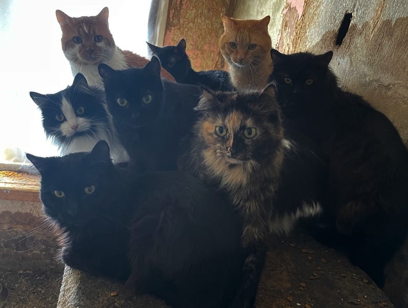 One Metro Detroit cat rescue is asking for help after dozens of felines from a local home ended up in their care this week.