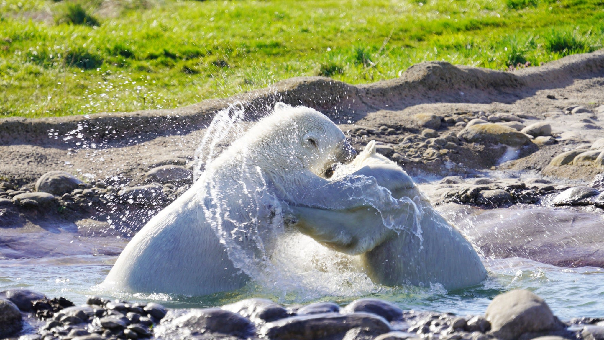 A roaring reunion: Twin polar bears frolic together at Detroit Zoo after being separated as newborns over 2 years ago [PHOTOS]