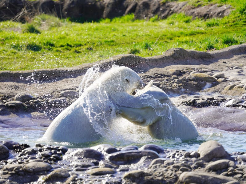 A pair of polar bear sisters separated just days after birth due were successfully reunited at the Detroit Zoo over the weekend, playing and frolicking to the delight of staff and guests alike.