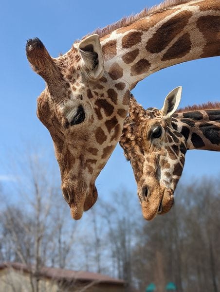 Officials at the Boulder Ridge Wild Animal Park in West Michigan shared the sudden and heartbreaking death of one of their most beloved residents this week -- a 13-year-old giraffe named Tucker.