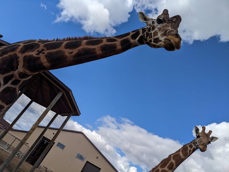 Officials at the Boulder Ridge Wild Animal Park in West Michigan shared the sudden and heartbreaking death of one of their most beloved residents this week -- a 13-year-old giraffe named Tucker.