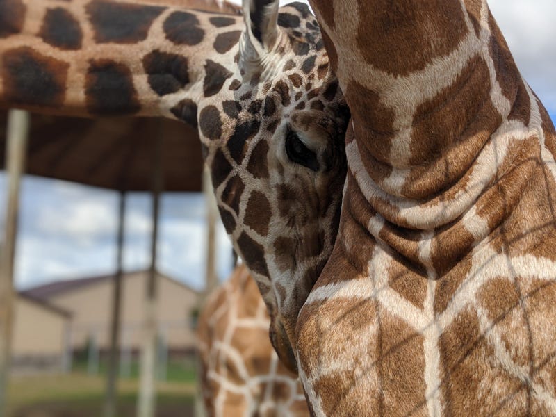 Officials at the Boulder Ridge Wild Animal Park in West Michigan shared the sudden and heartbreaking death of one of their most beloved residents this week -- a 13-year-old giraffe named Tucker.