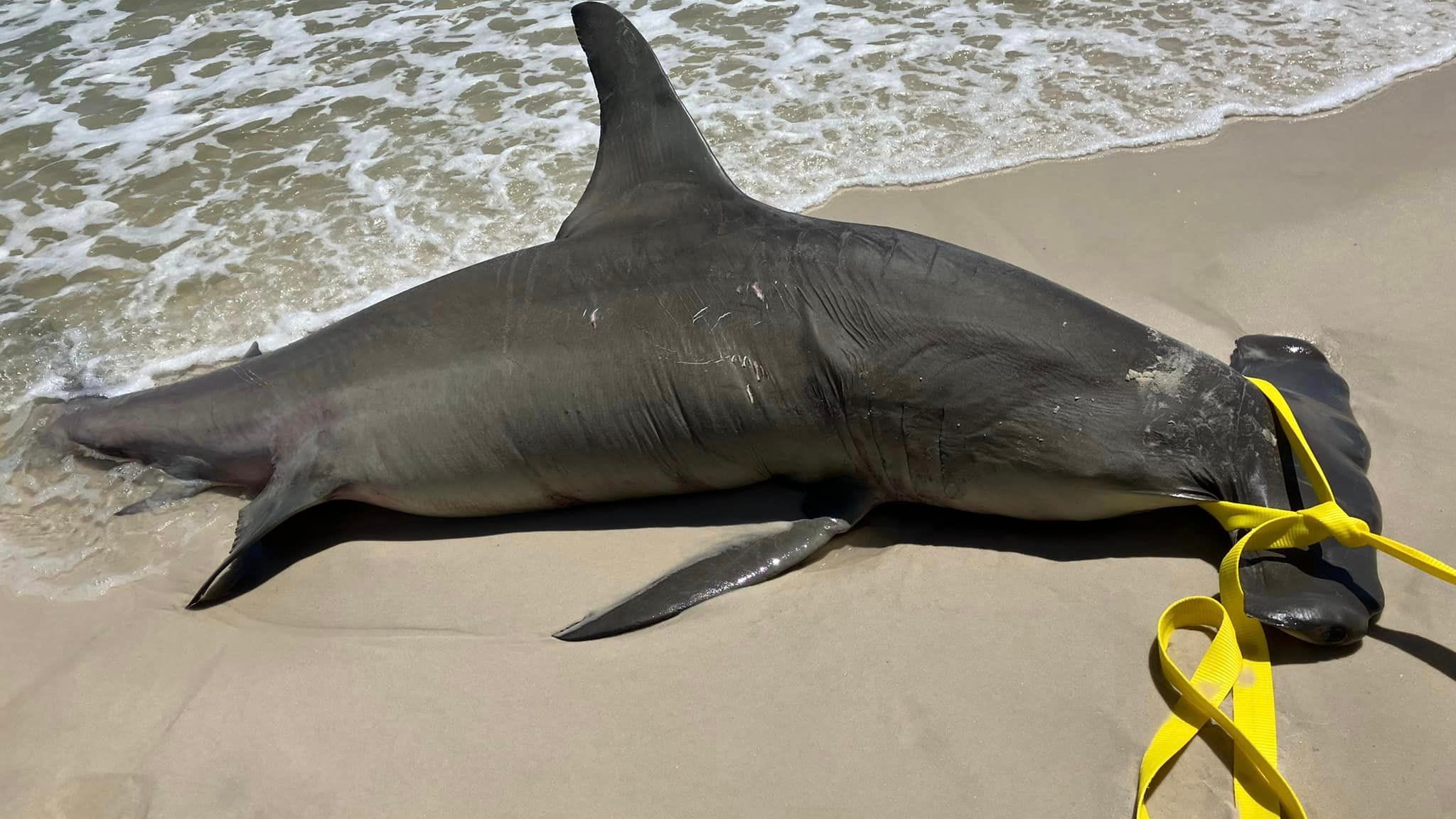 Pregnant hammerhead shark found on Alabama beach