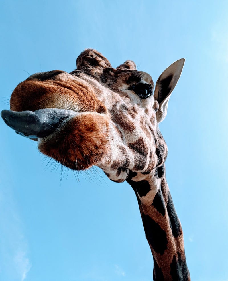 Officials at the Boulder Ridge Wild Animal Park in West Michigan shared the sudden and heartbreaking death of one of their most beloved residents this week -- a 13-year-old giraffe named Tucker.