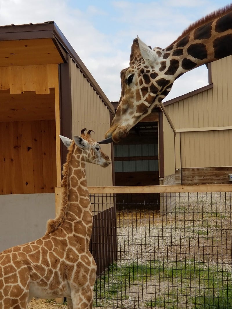 Officials at the Boulder Ridge Wild Animal Park in West Michigan shared the sudden and heartbreaking death of one of their most beloved residents this week -- a 13-year-old giraffe named Tucker.