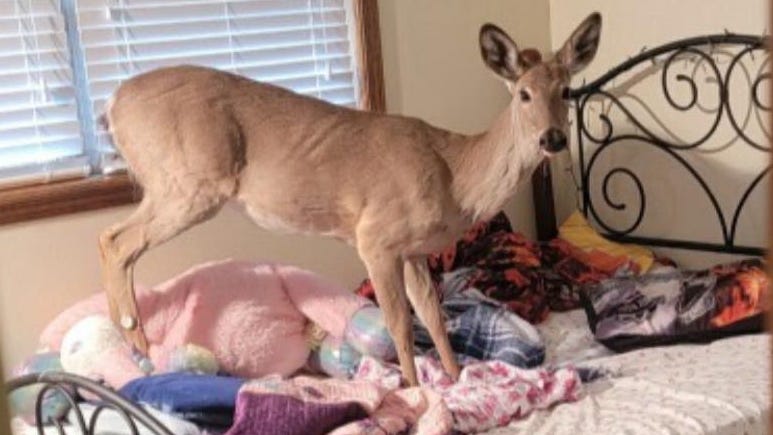 Oh deer! Four-legged intruder barges in on Bay County family