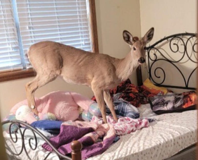 Deputies responding to breaking and entering call at a Bay County house were in for a surprise when they discovered their suspect wasn't of the human variety.