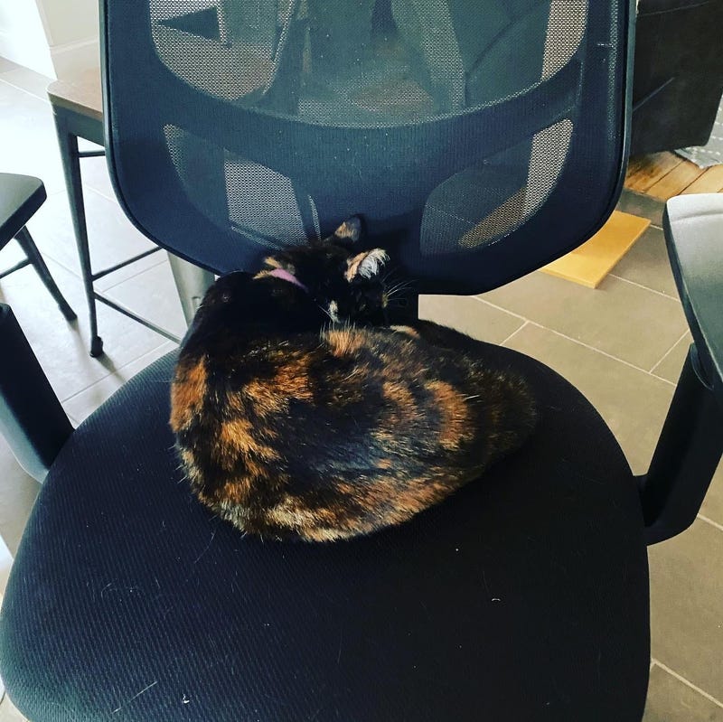 Bones sitting on her rightful throne. 