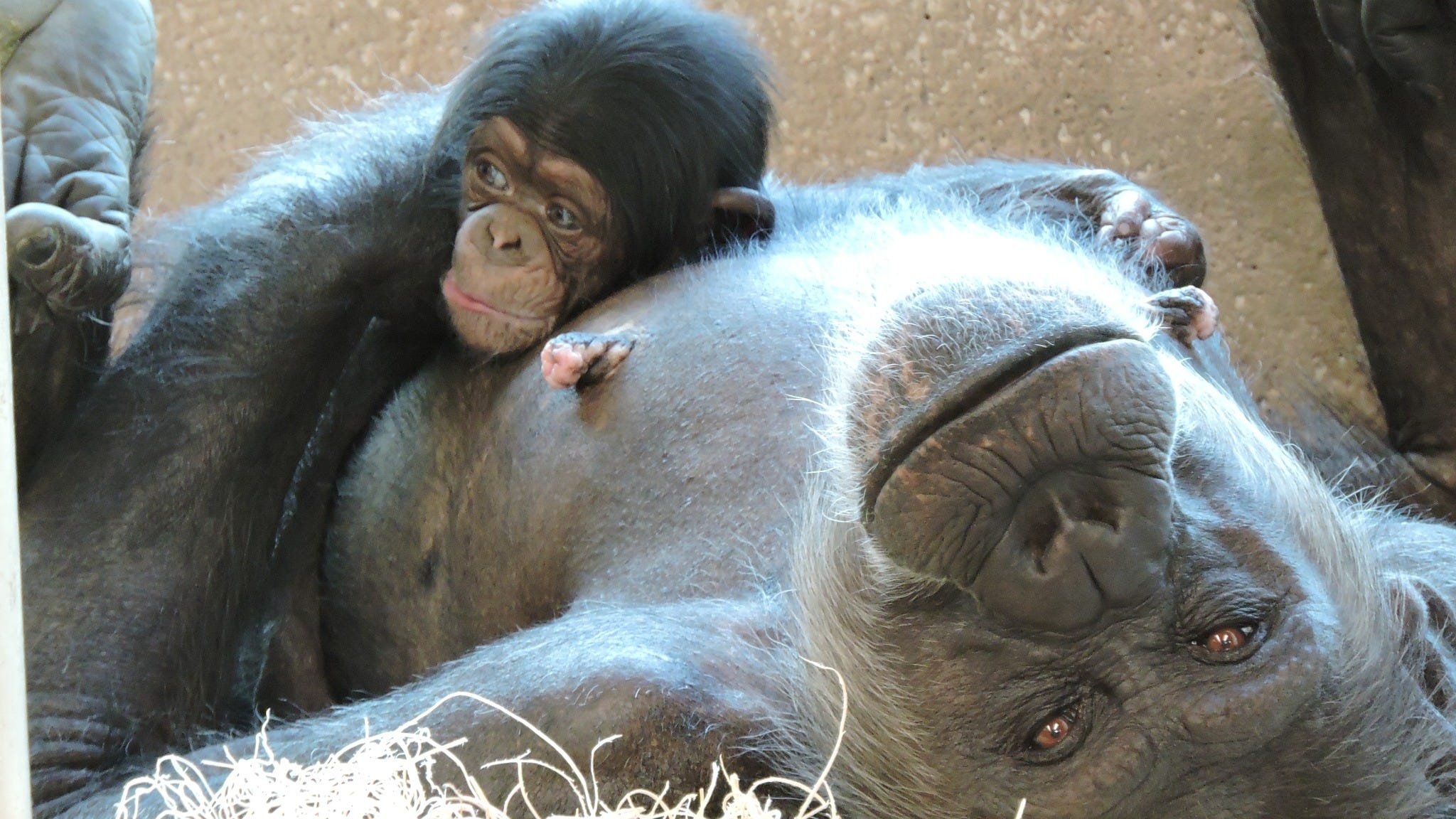 It's a boy! Detroit Zoo celebrates birth of baby chimpanzee