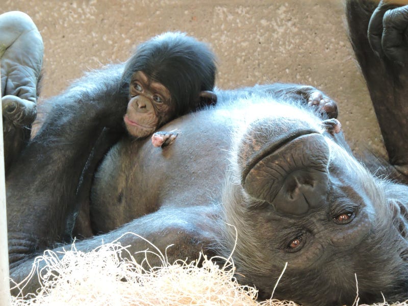 The Detroit Zoo has introduced its newest and cutest addition — a baby chimpanzee born to first-time mom, Tanya.