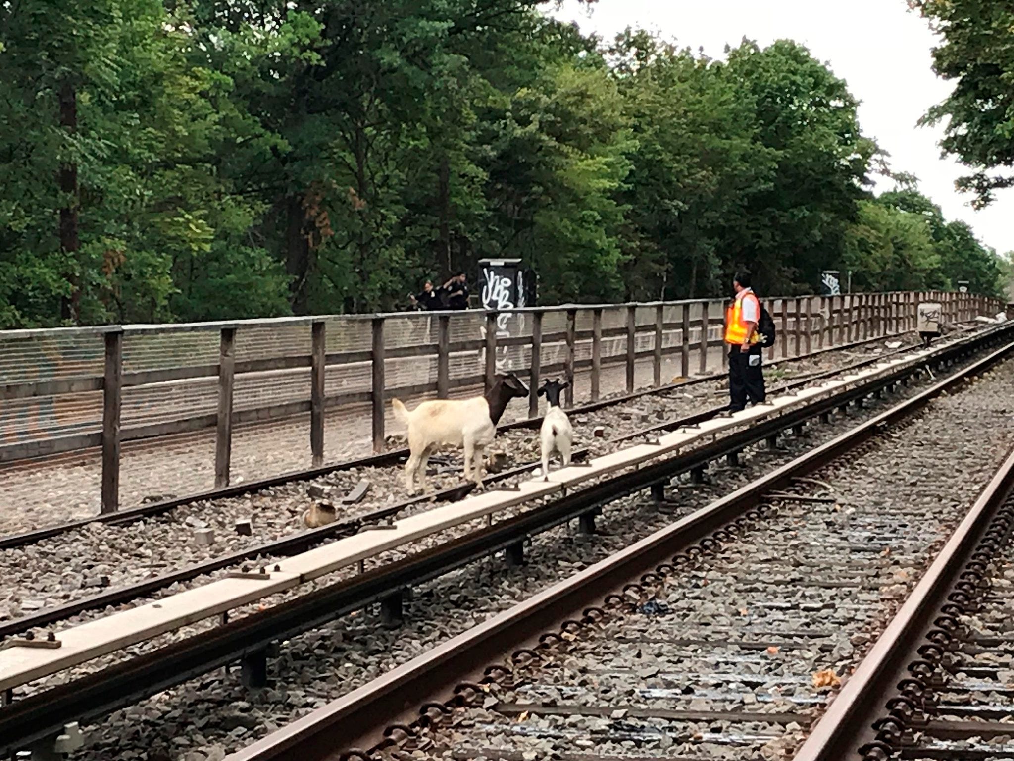 Jon Stewart helps aid goats found on New York subway tracks