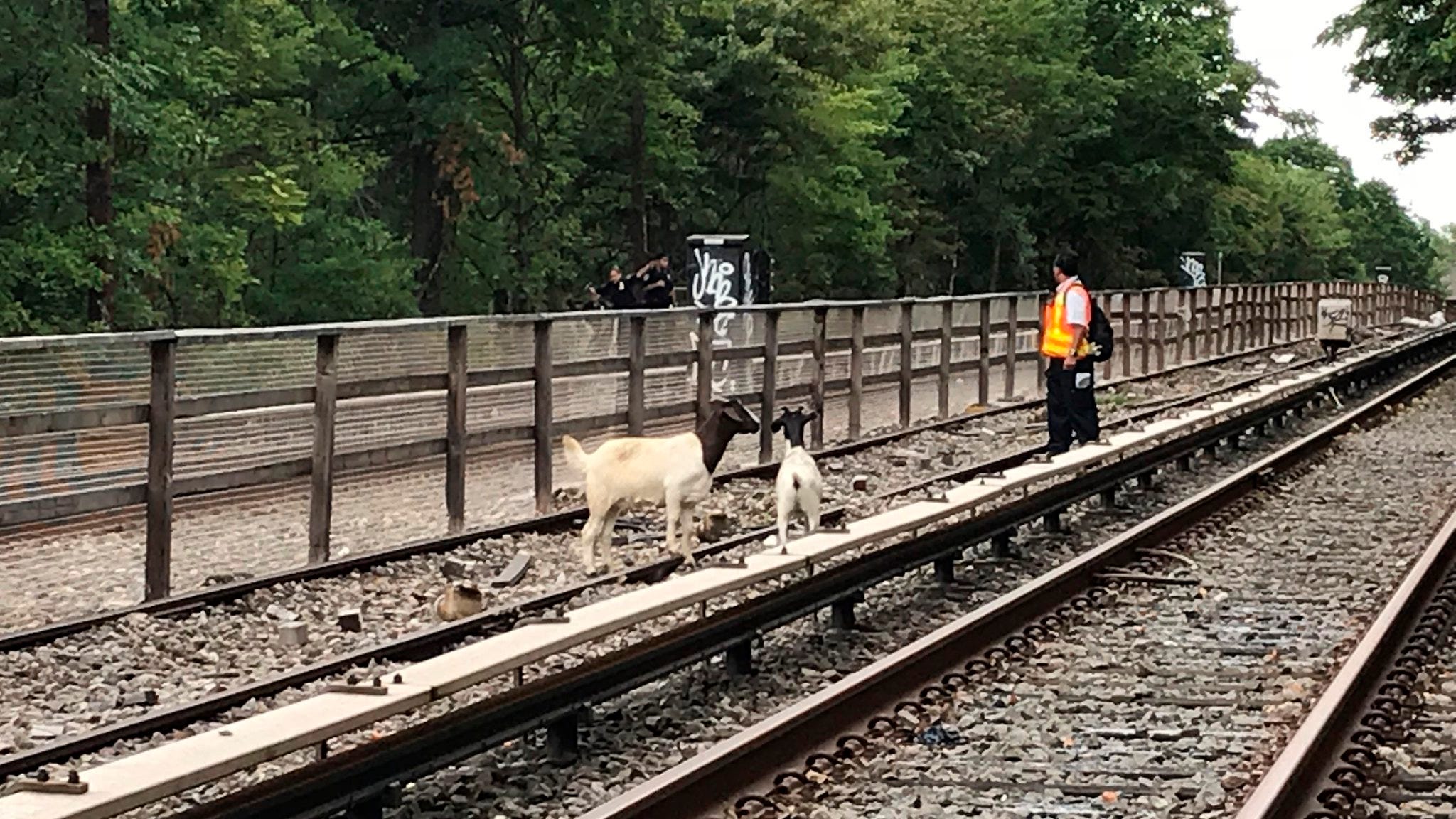 Jon Stewart helps aid goats found on New York subway tracks