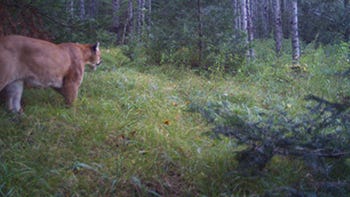 DNR confirms recent cougar sighting in Michigan